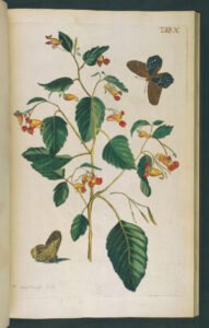 jewelweed