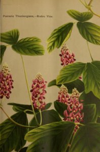 kudzu