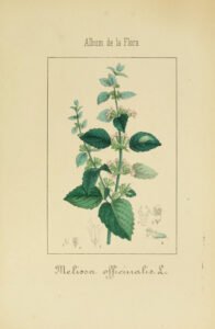 lemon balm