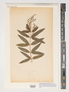 lemon verbena