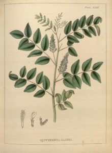 licorice root