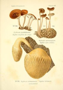 lions mane mushroom