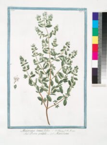 marjoram
