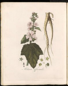 marshmallow root