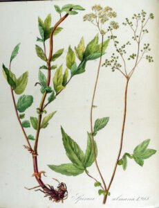 meadowsweet