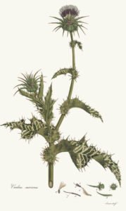 milk thistle