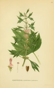 motherwort