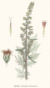 mugwort