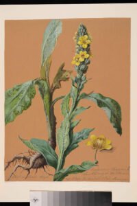 mullein
