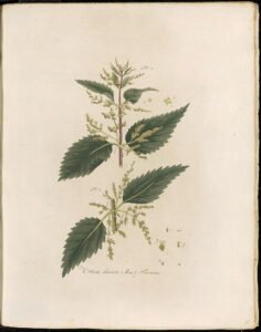 nettle