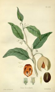nutmeg