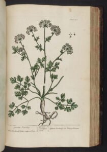 parsley