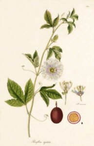 passionflower