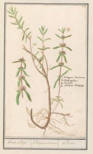 pennyroyal