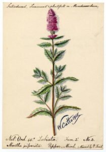peppermint