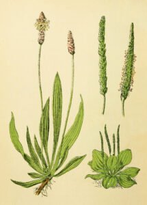 plantain