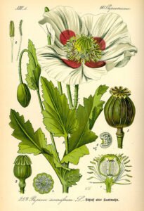 poppy seed