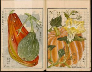 pumpkin seed