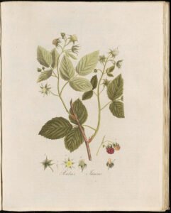 raspberry leaf