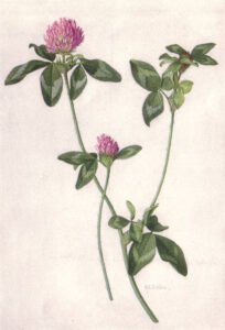 red clover