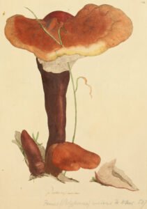 reishi mushroom