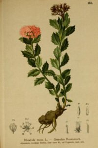 rhodiola