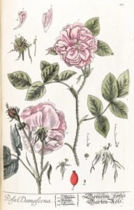 rose