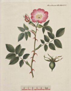 rosehip