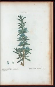 rosemary