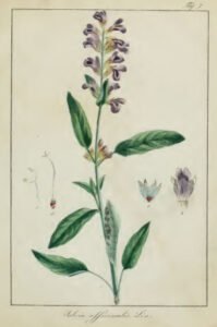 sage