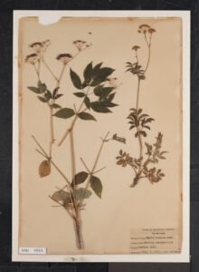 sarsaparilla