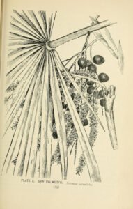 saw palmetto