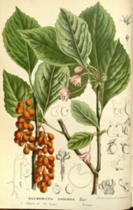 schisandra