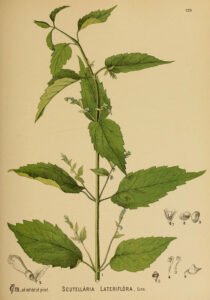 skullcap