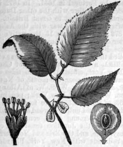 slippery elm