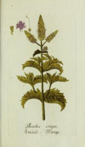 spearmint