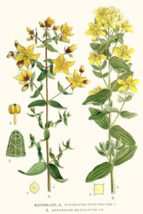 st johns wort