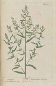 tarragon
