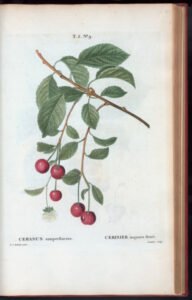 tart cherry