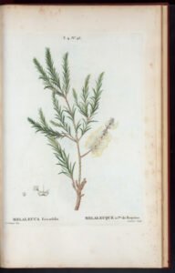 tea tree