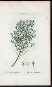 thyme