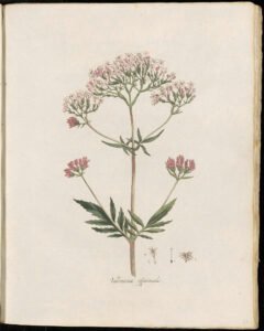 valerian