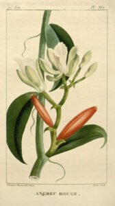vanilla