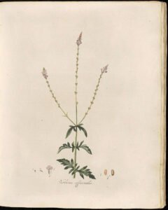 vervain