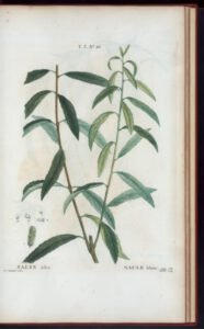 white willow bark