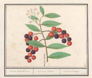 wild cherry bark