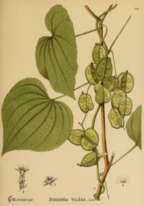 wild yam