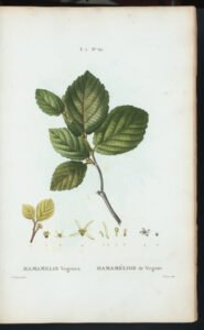witch hazel