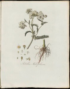 yarrow